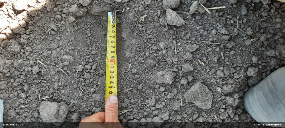 бурый медведь