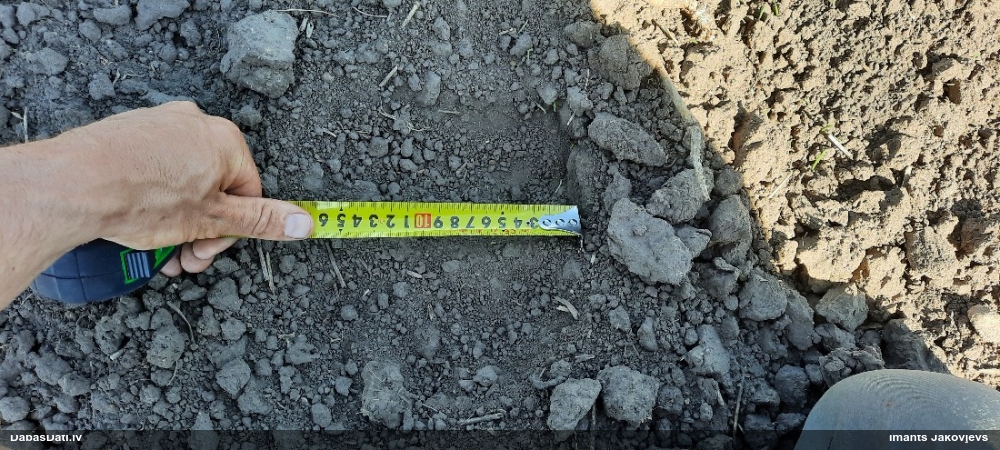 бурый медведь