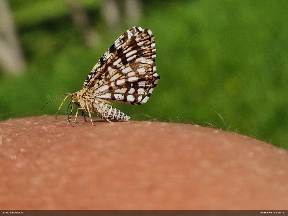 Āboliņa sprīžmetis