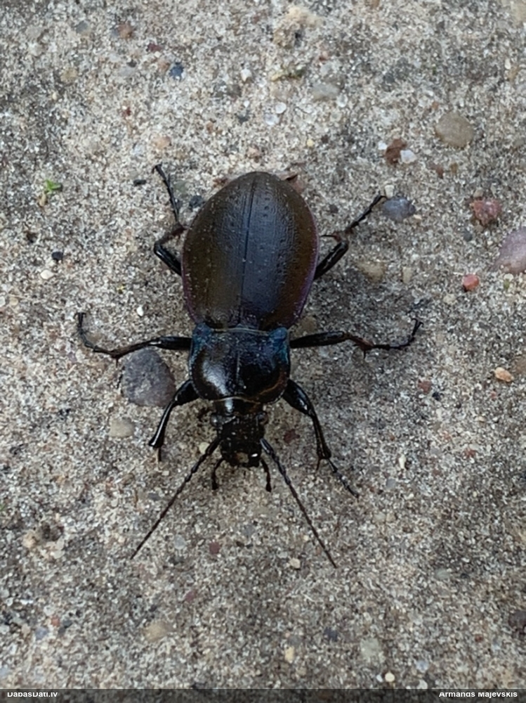 Skrejvabole Carabus nemoralis