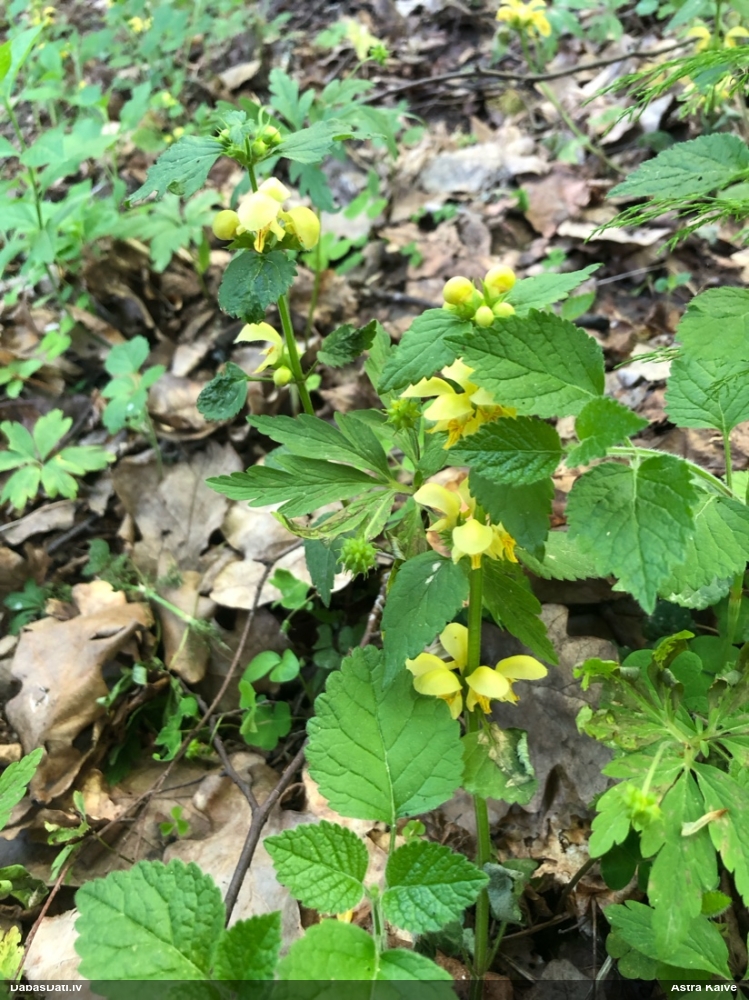 зеленчук желтый