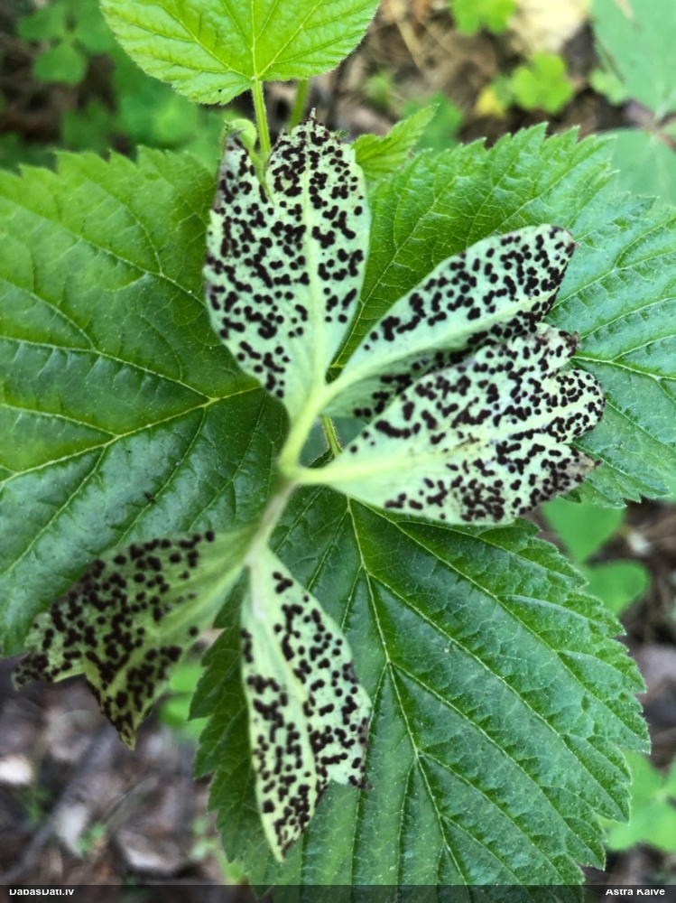 Vizbuļu rūsa Tranzschelia anemones