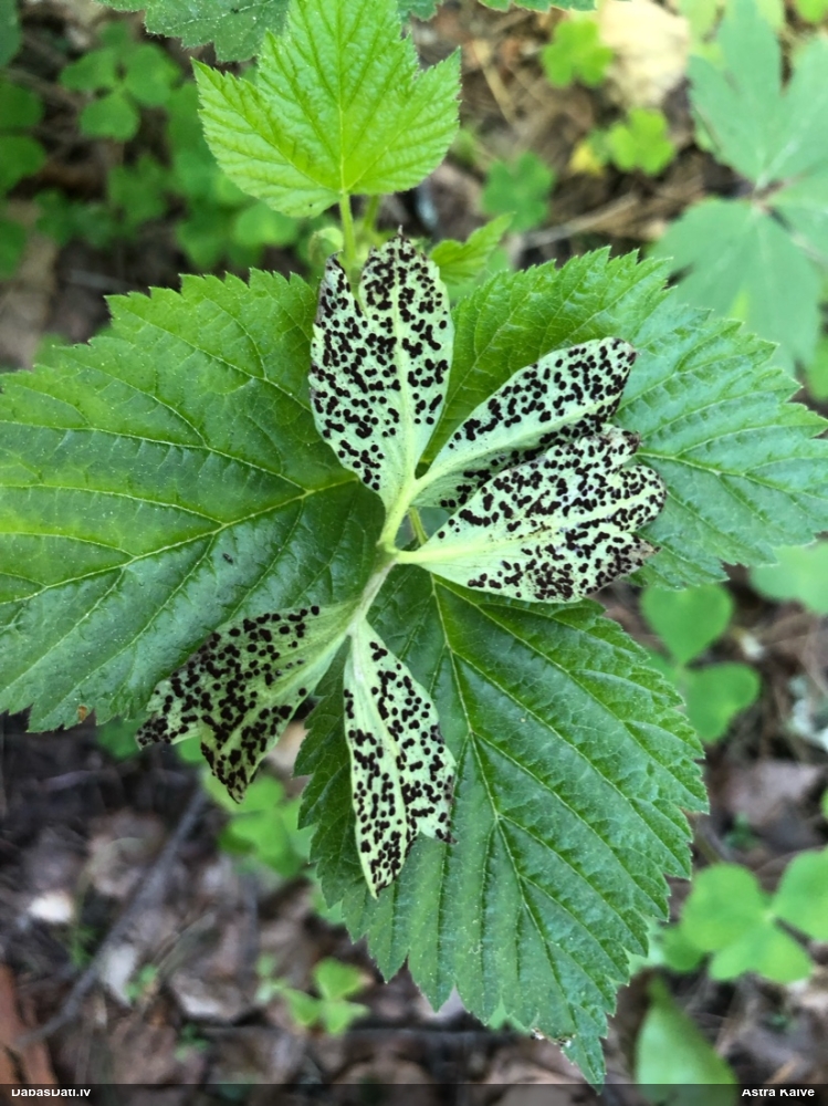 Vizbuļu rūsa Tranzschelia anemones