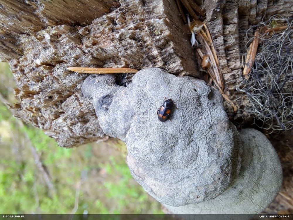 Spīdulis Ipidia binotata