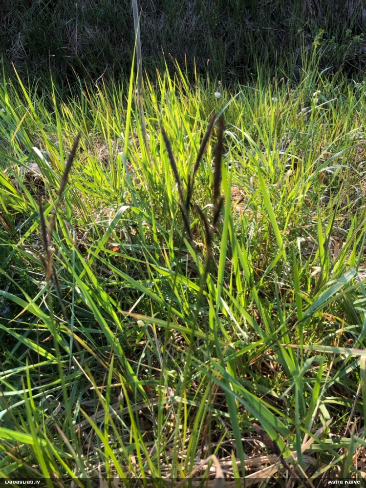 Grīslis (nenoteikts)