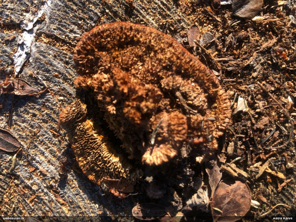 Parastā sētaspiepe