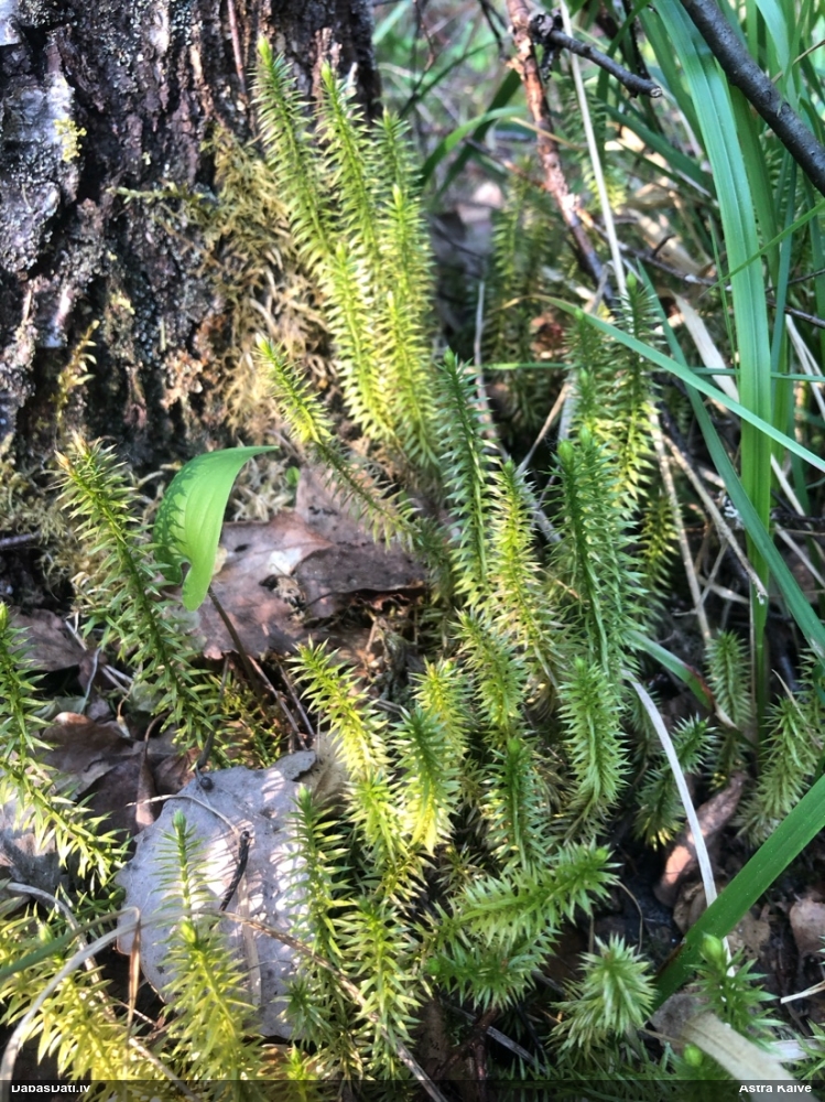 плаун годичный