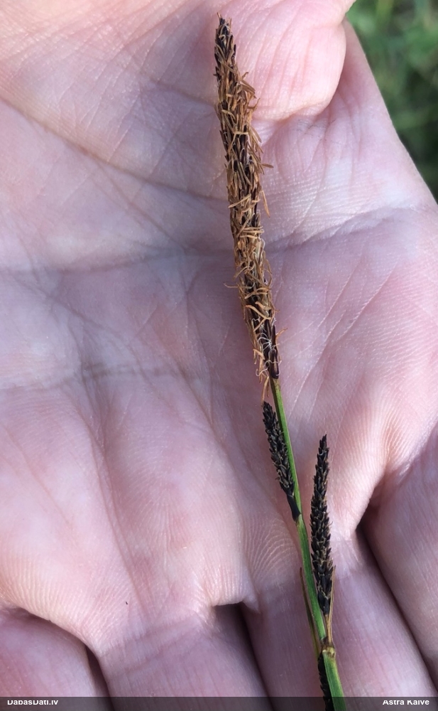 Grīslis (nenoteikts)