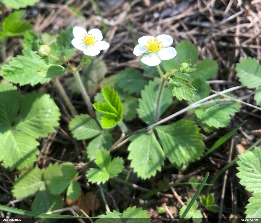 земляника лесная