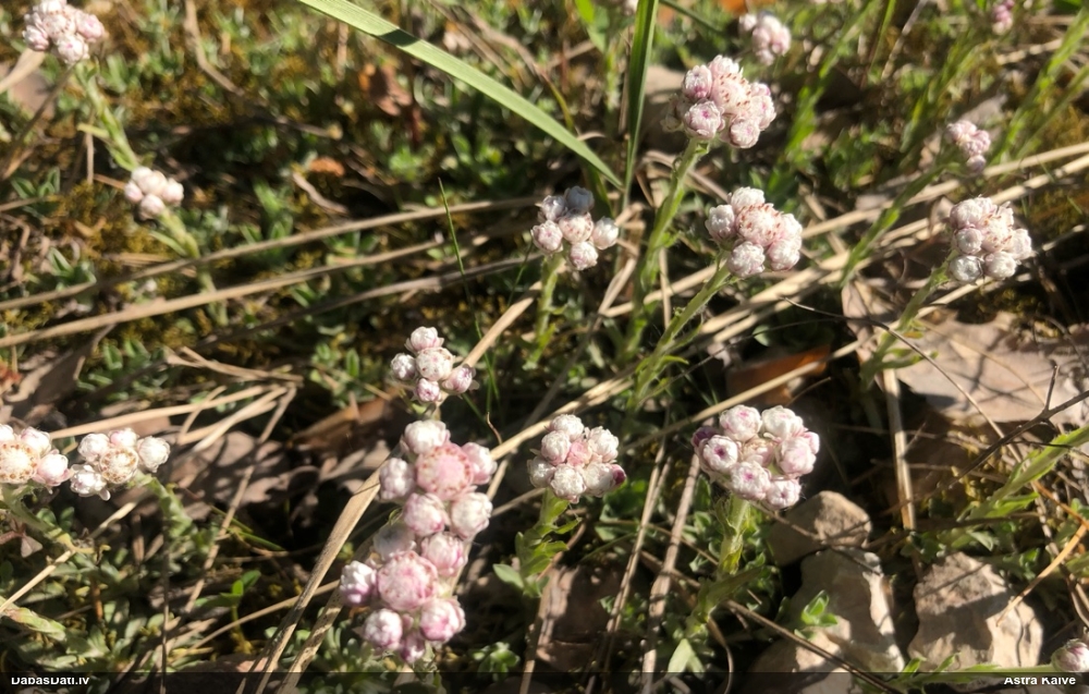 кошачья лапка двудомная