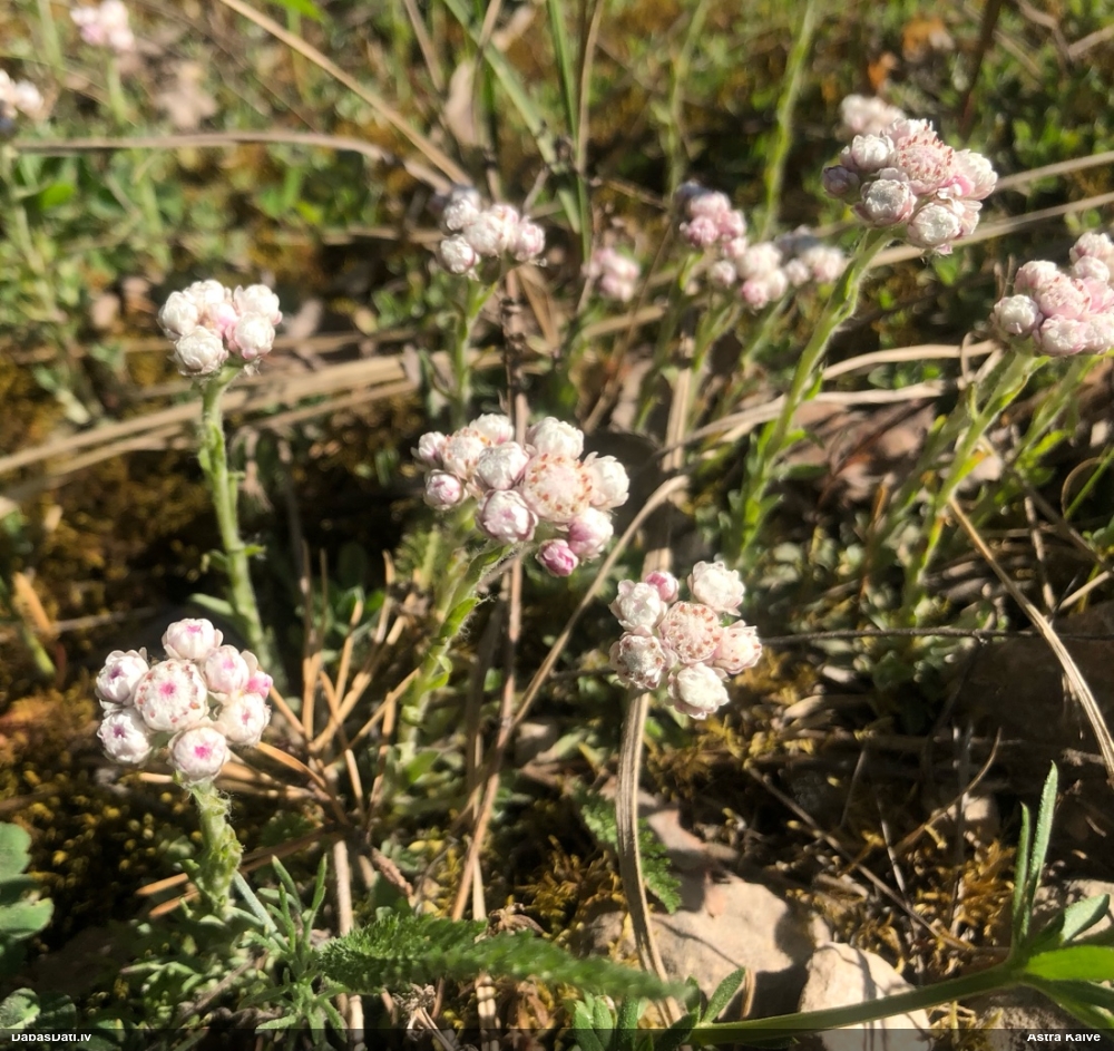 кошачья лапка двудомная