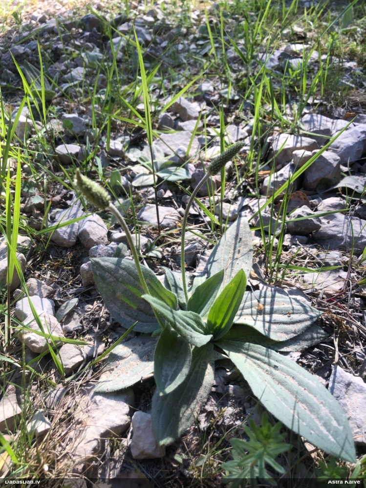 подорожник средний