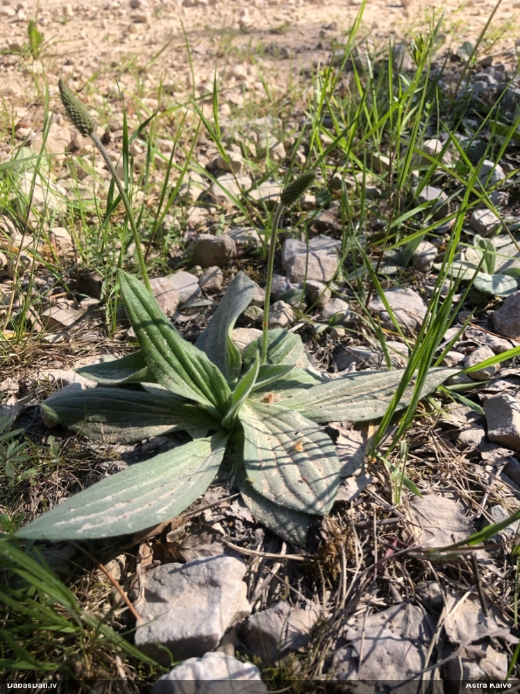 подорожник средний