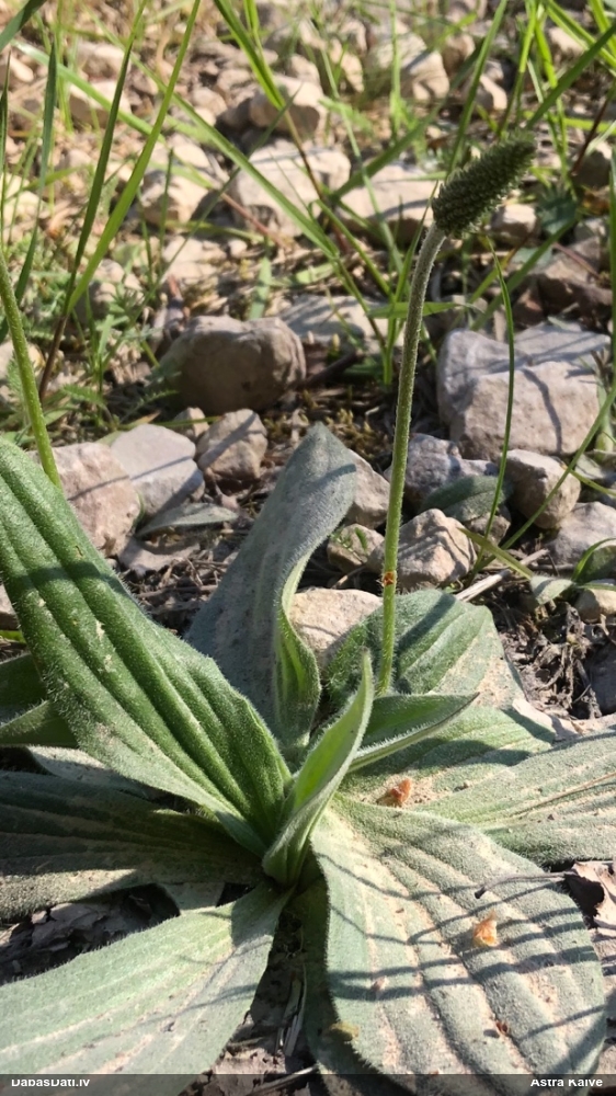 подорожник средний