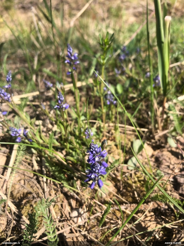 истод горьковатый