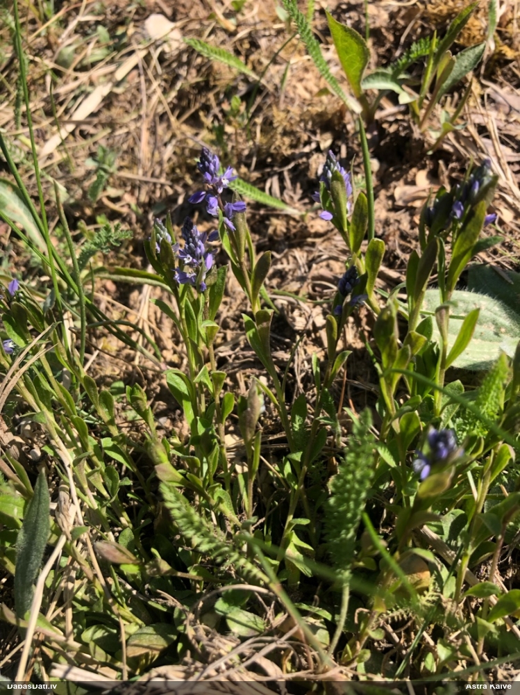 истод горьковатый