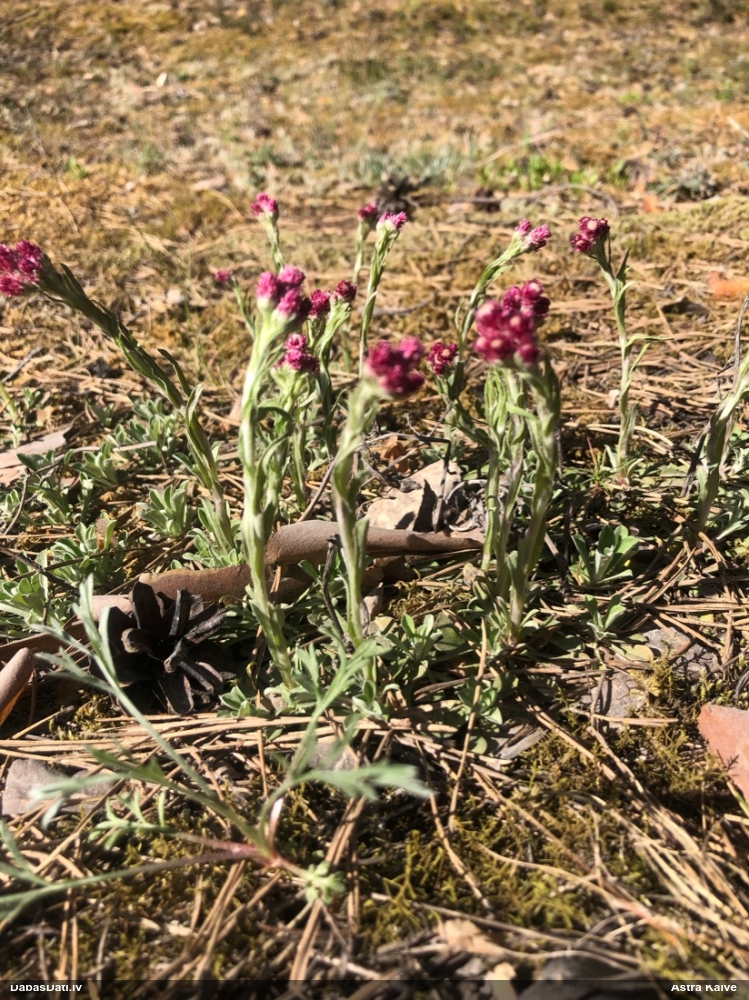 кошачья лапка двудомная