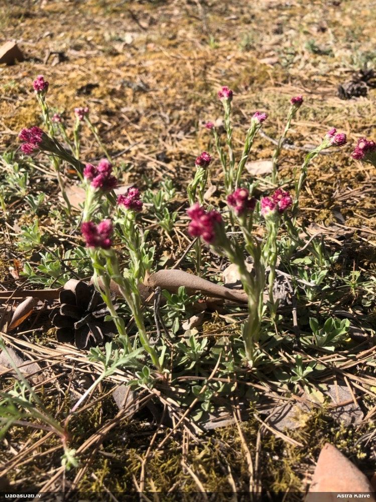 кошачья лапка двудомная