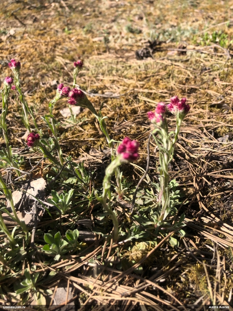 кошачья лапка двудомная