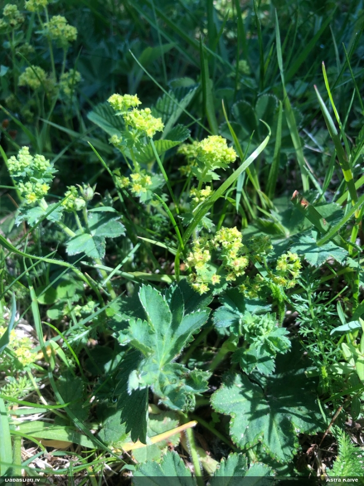 манжетка обыкновенная