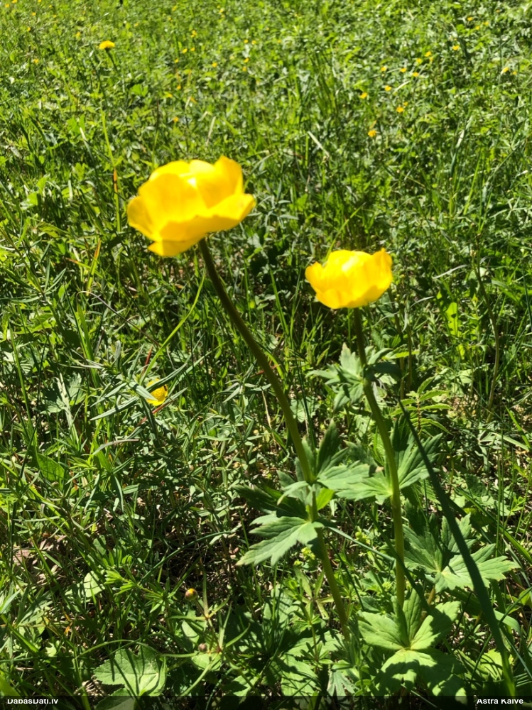 купальница европейская