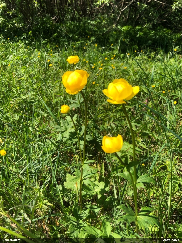 купальница европейская