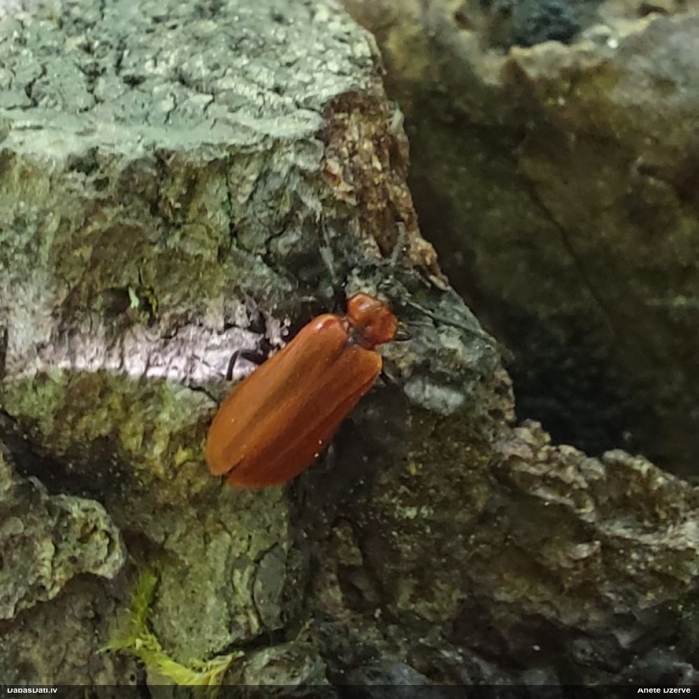 Ugunsvabole Schizotus pectinicornis