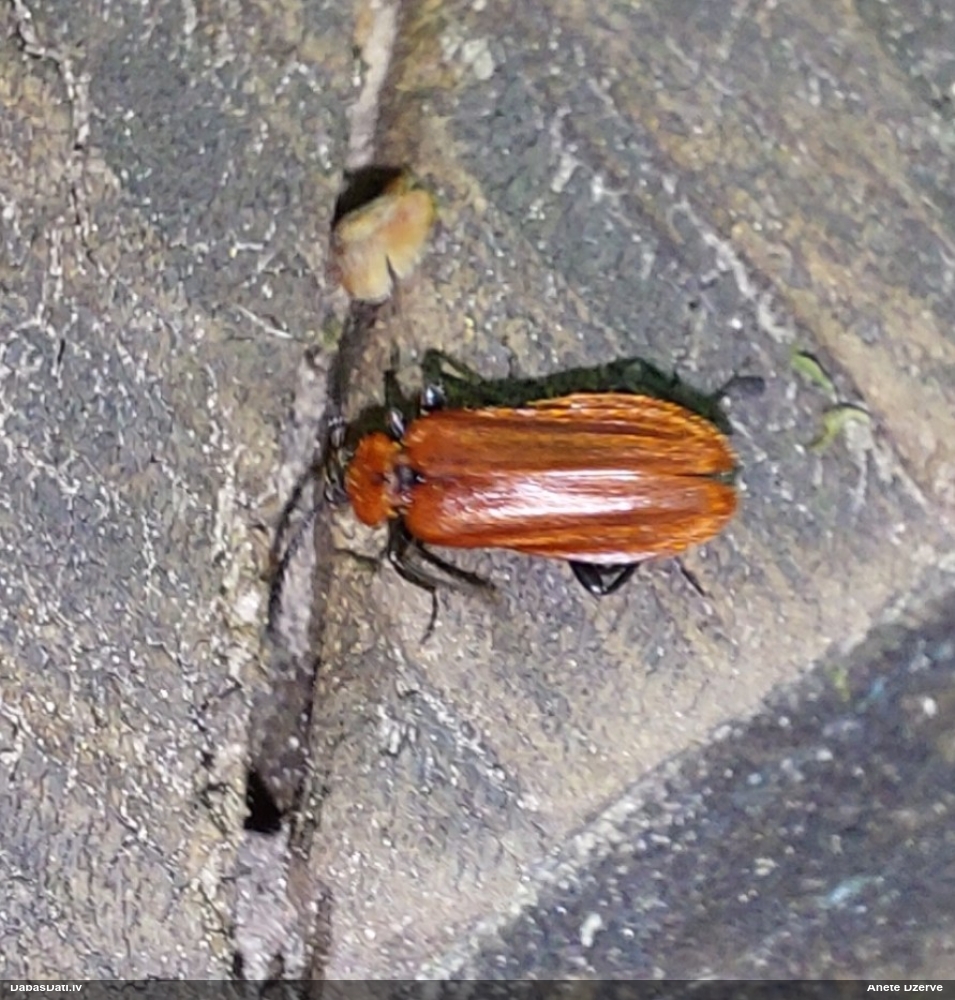 Ugunsvabole Schizotus pectinicornis