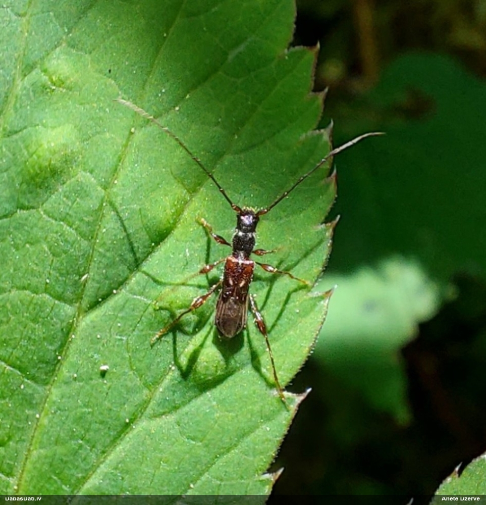 Mazais lapseņveida koksngrauzis