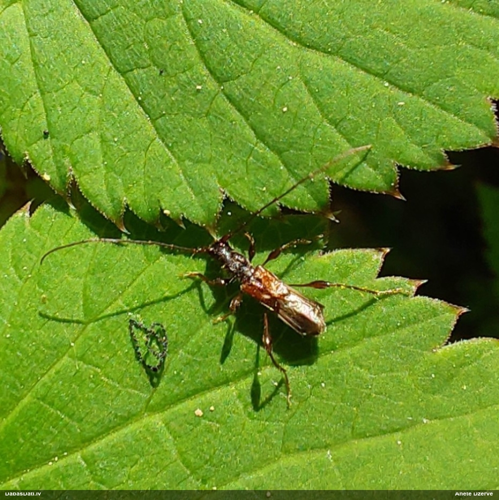 Mazais lapseņveida koksngrauzis