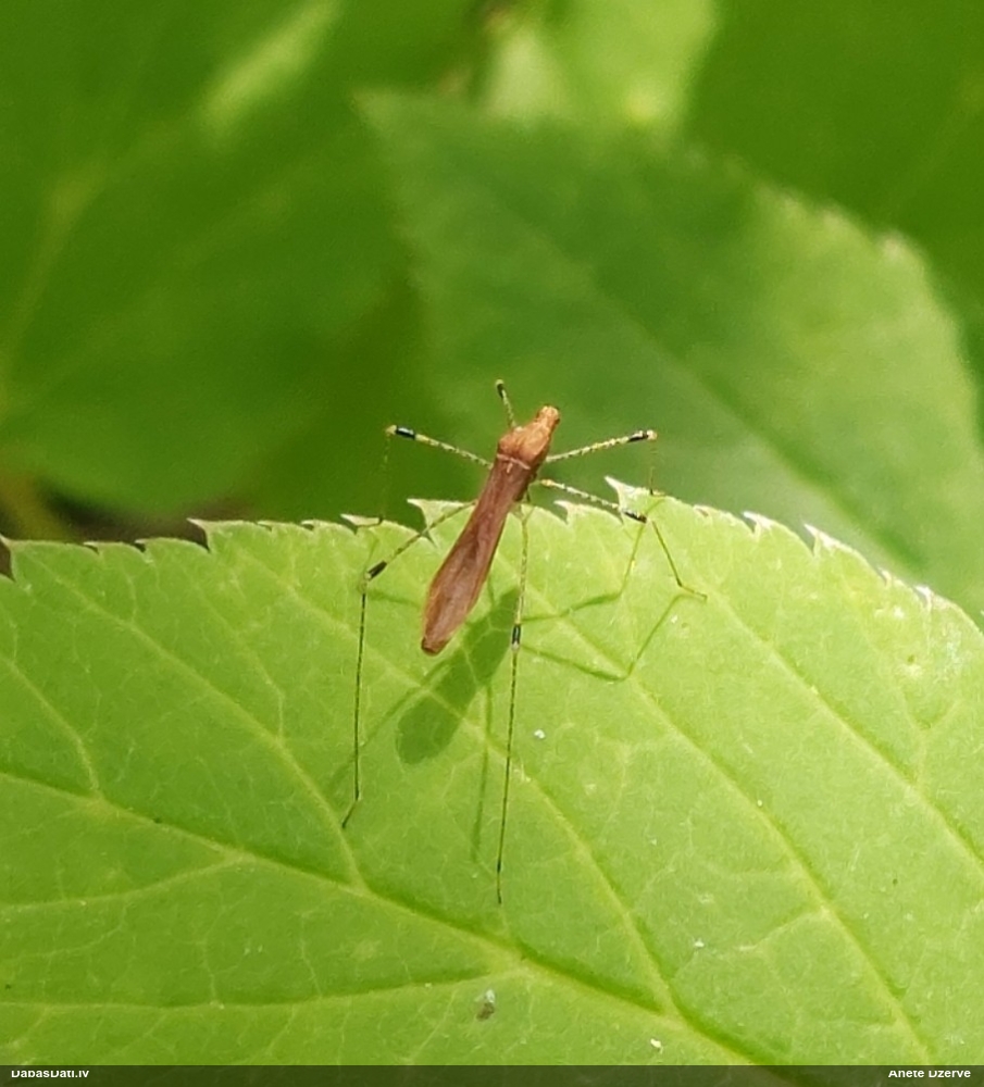 Vālīšblakts Metatropis rufescens