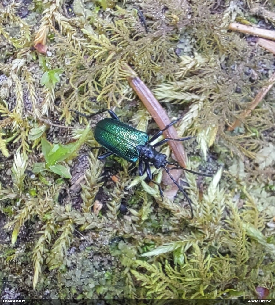 Koksngrauzis Gaurotes virginea