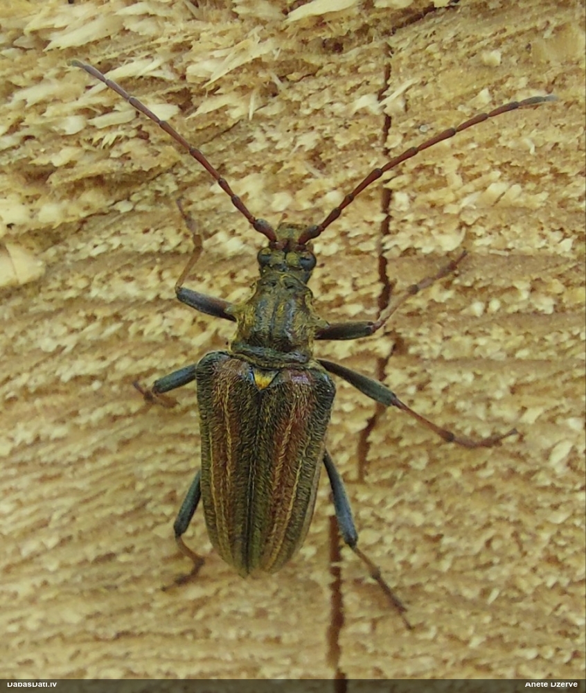 Koksngrauzis Oxymirus cursor
