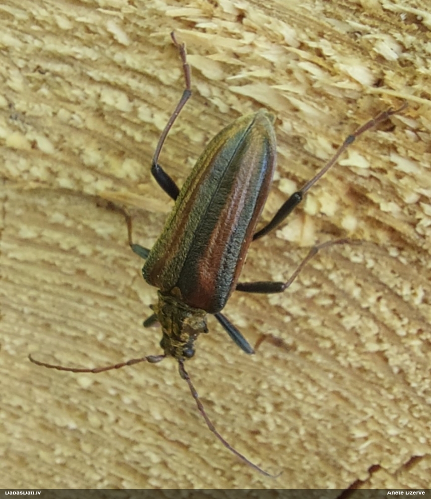 Koksngrauzis Oxymirus cursor