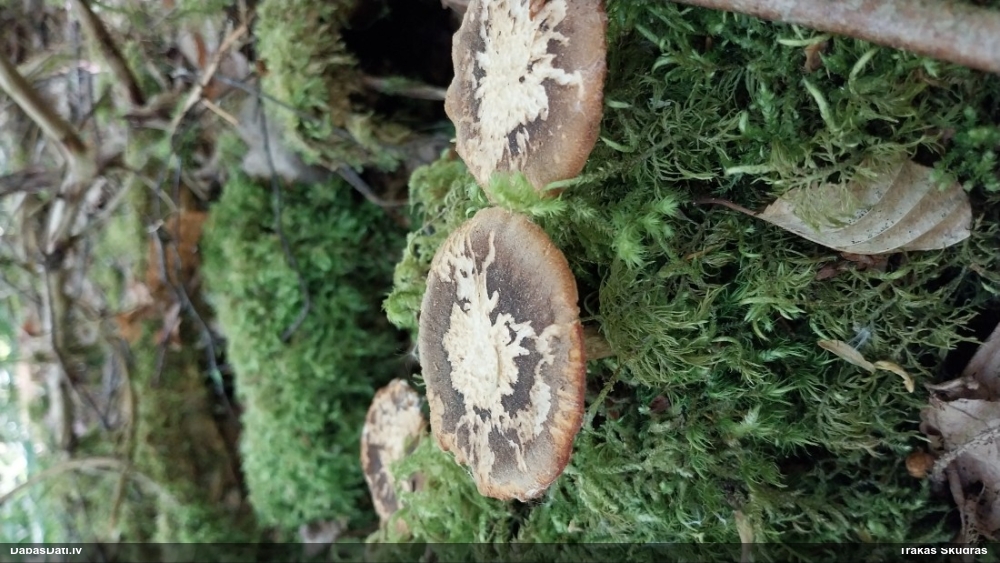 Kātiņpiepe (nenoteikta)