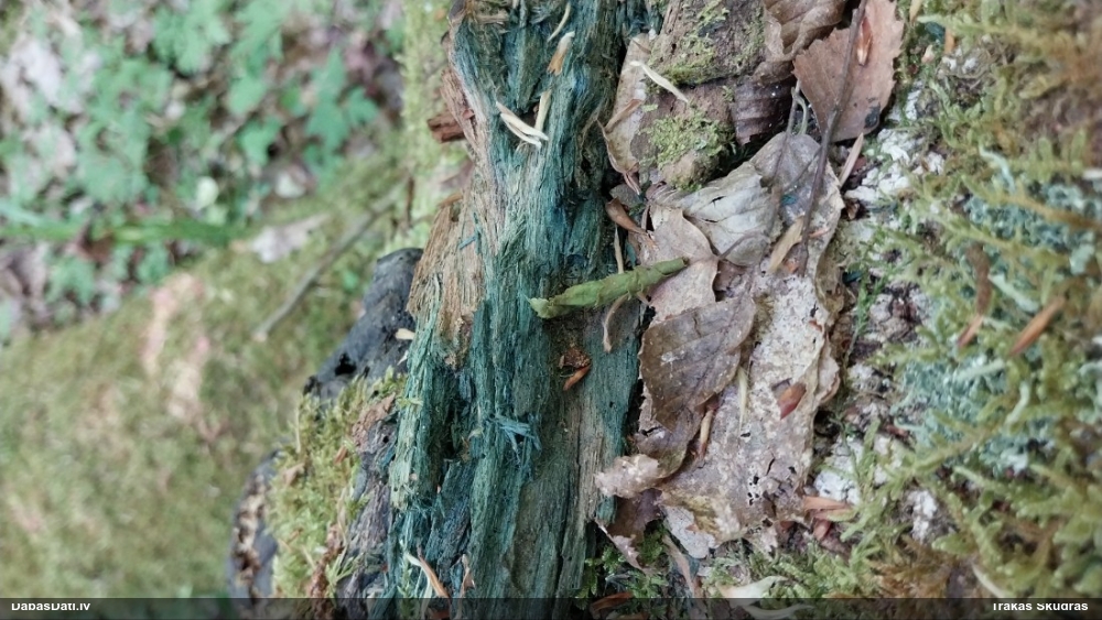 Zilzaļā hlorociborija
