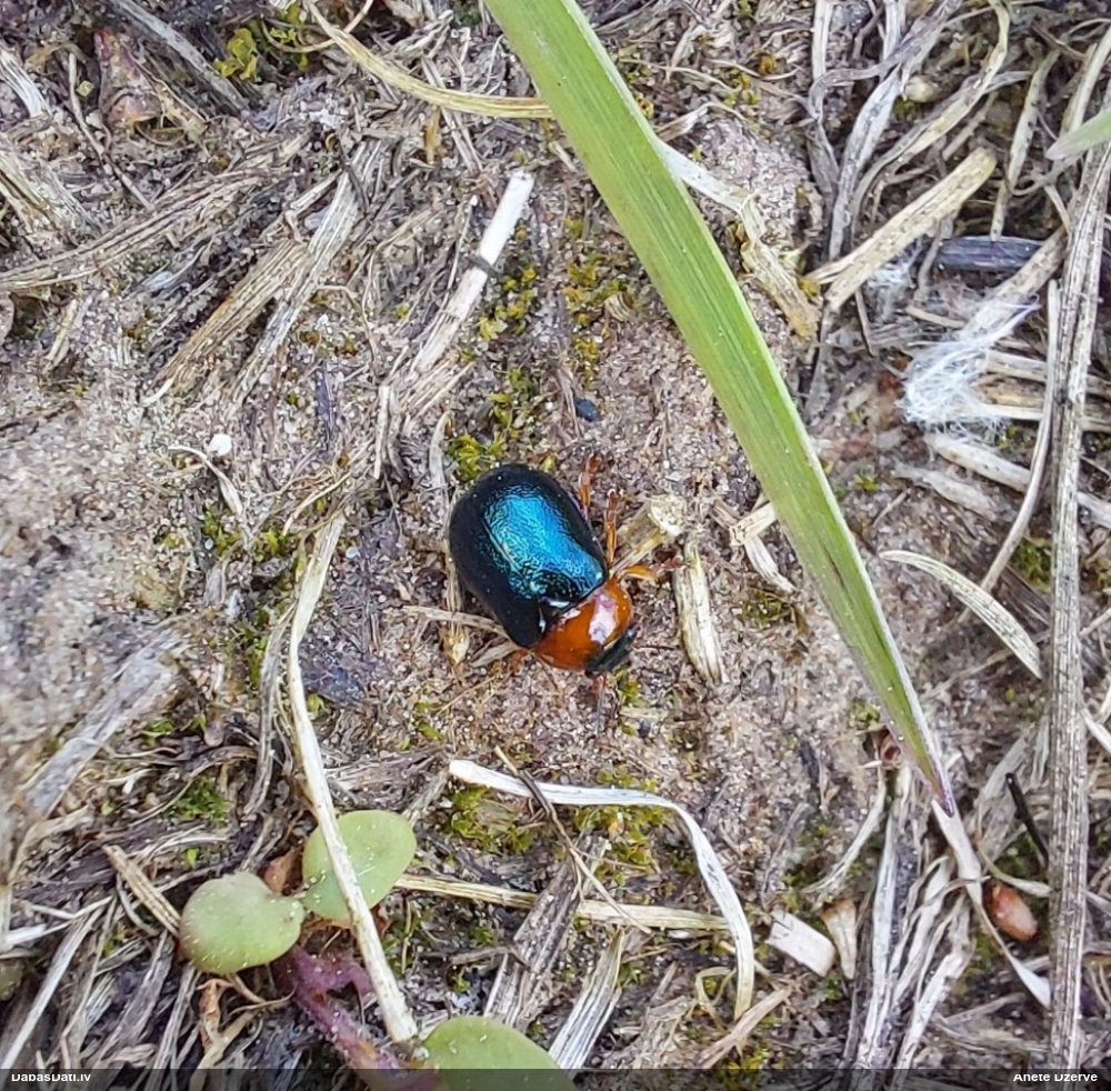 Lapgrauzis Smaragdina sp.