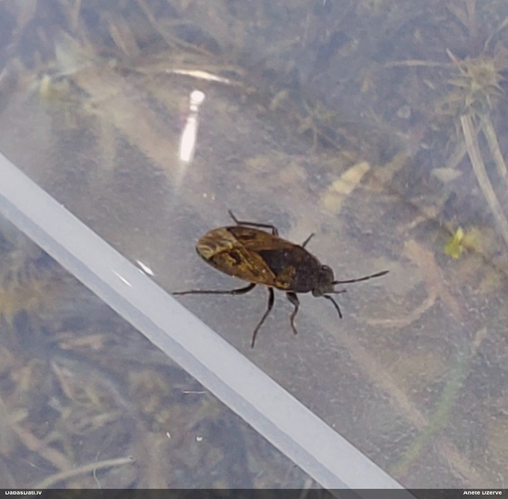 Zemesblakts Trapezonotus sp.