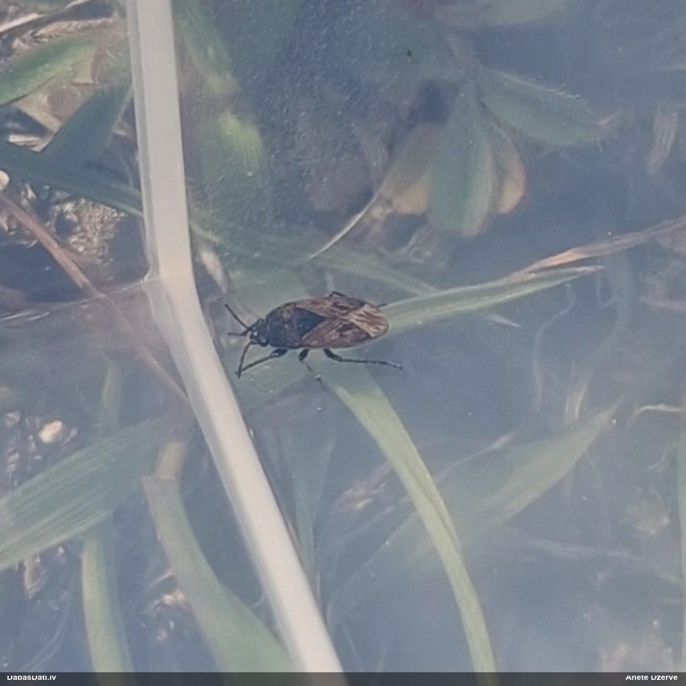 Zemesblakts Trapezonotus sp.