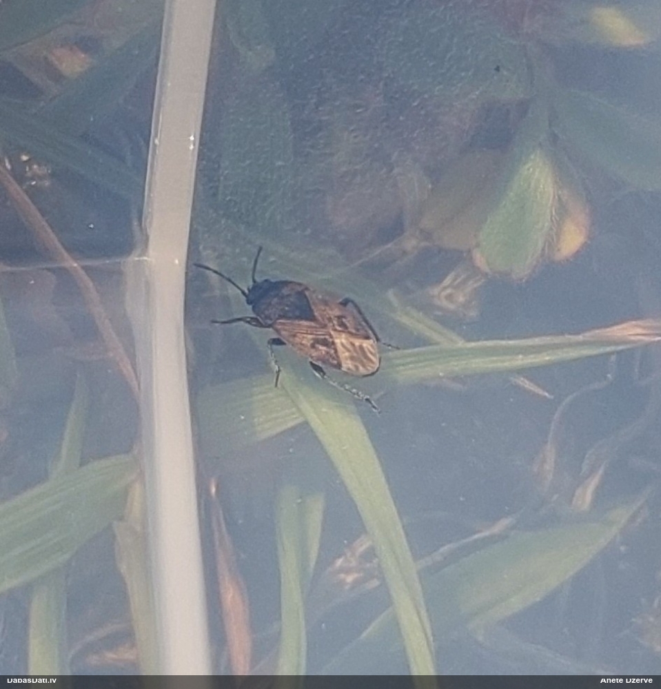 Zemesblakts Trapezonotus sp.