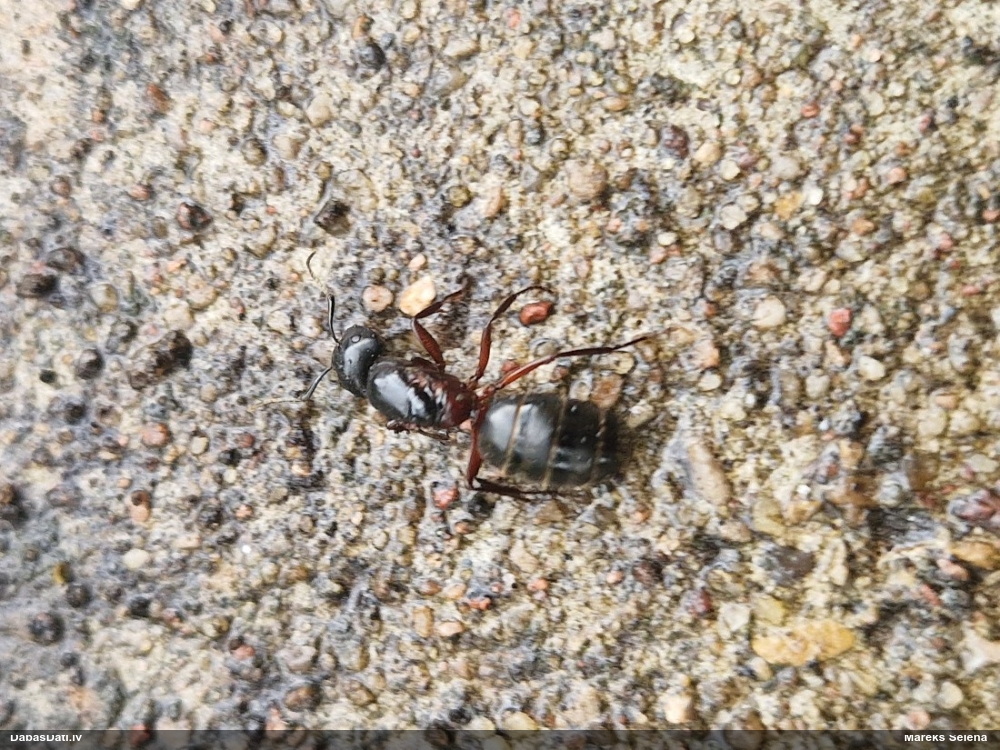 Tumšā koksnes skudra