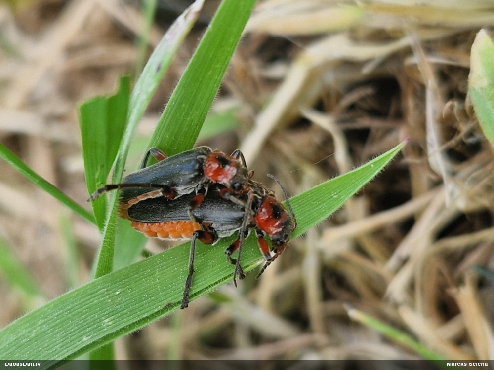 Tumšais mīkstspārnis