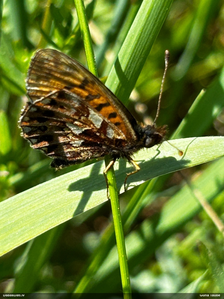 Mazais vijolīšu purvraibenis