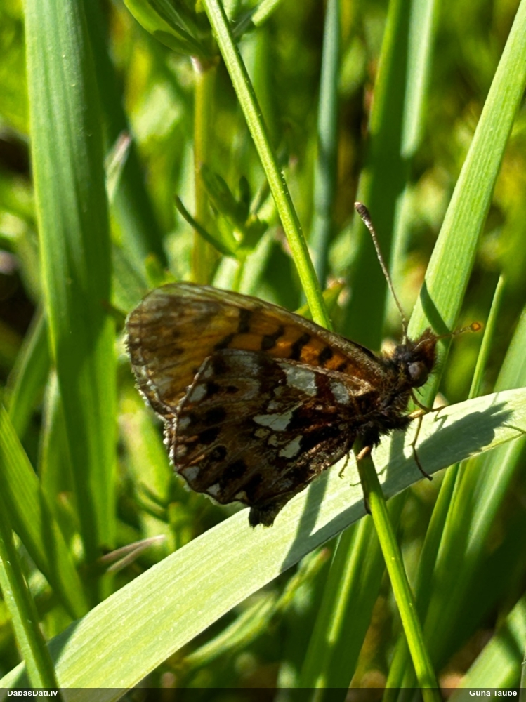 Mazais vijolīšu purvraibenis