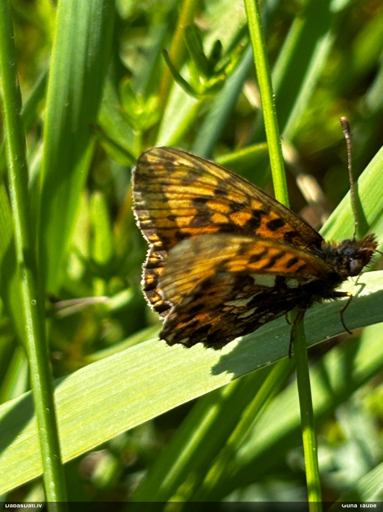 Mazais vijolīšu purvraibenis