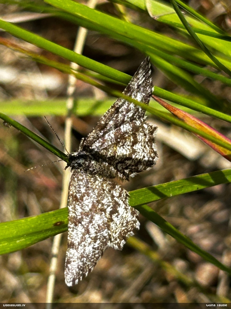 Brūnais viršu sprīžmetis