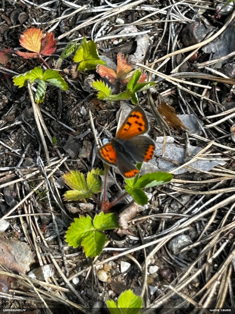 Parastais zeltainītis