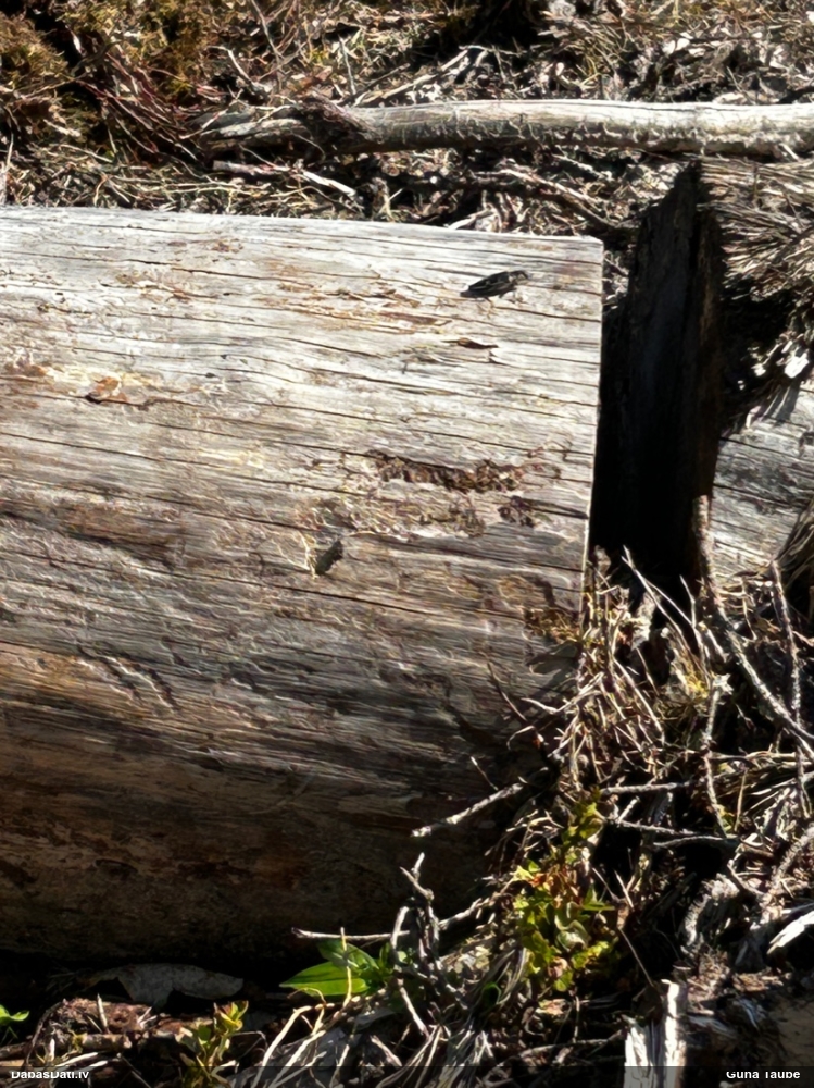 Lielā krāšņvabole