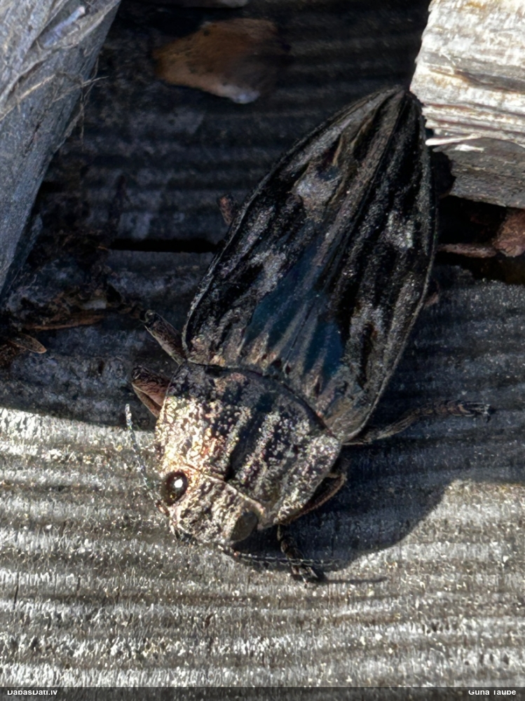 Lielā krāšņvabole