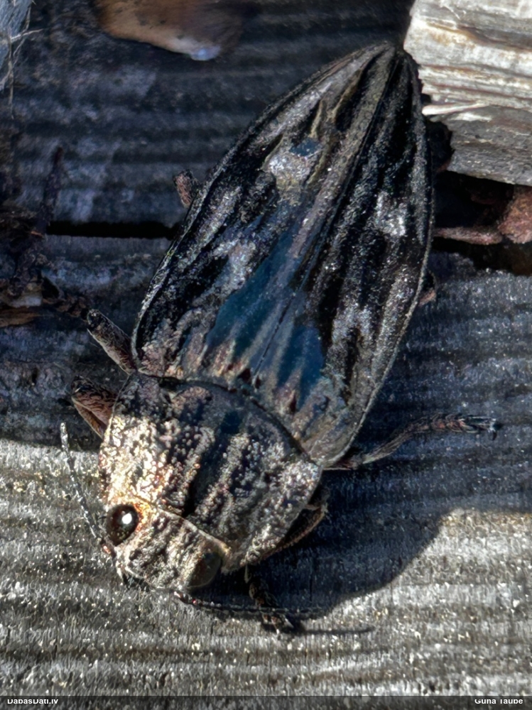 Lielā krāšņvabole